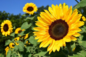 sunflower-g8e5cc19dc_640