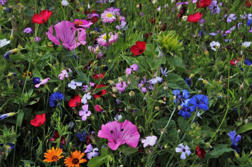 flowers-g8f47c0a7d_640