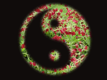 yin-yang-gd6142a8e9_640