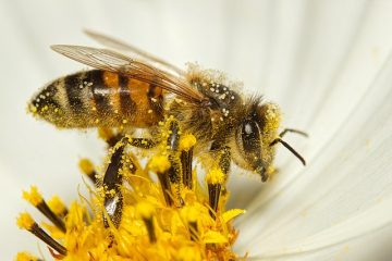 bee-7413333_640